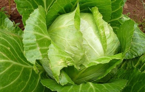 শীতে বিভিন্ন ধরনের রোগের হাত থেকে রক্ষা করে বাঁধাকপি