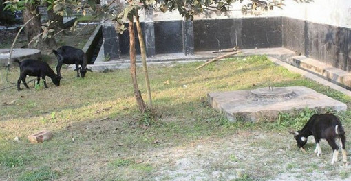 হাজার টাকার ছাগল খেল ৪০ লাখের গাড়ি