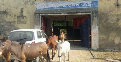জেল খাটতে হল গাধাকে! জানলে অবাক হয়ে যাবেন।
