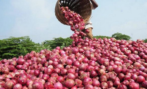 শিবগঞ্জে পেঁয়াজের দাম কেজিপ্রতি কমল ৩০ টাকা