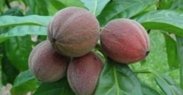 আজব এক ফলের সন্ধান, ৫ মিনিটেই ধ্বংস হবে ক্যান্সার !
