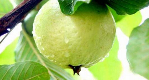 রোজ একটা করে পেয়ারা খাওয়া জরুরি! কেন জানেন?