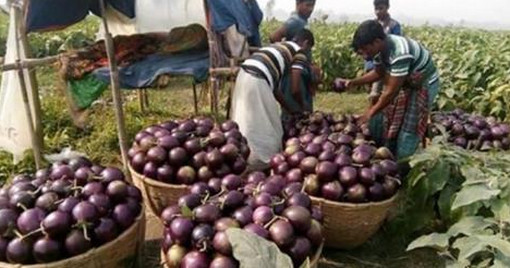 ইসলামপুরে ব্রহ্মপুত্রের চরাঞ্চলে ঘরে ঘরে টাকার গাছ!