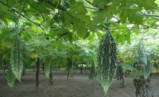 ডায়াবেটিসের চিকিৎসায় নতুন আবিষ্কার...