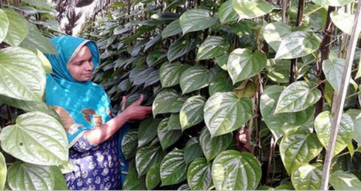 মাদারীপুরে পান চাষে ভাটায় আগ্রহ হারাচ্ছেন চাষিরা