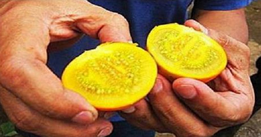এই ১০ টাকা দামের ফলে সম্পূর্ণভাবে নিরাময় করা যায় ‘ডায়াবেটিস’, জেনে নিন কোথায় পাবেন।।