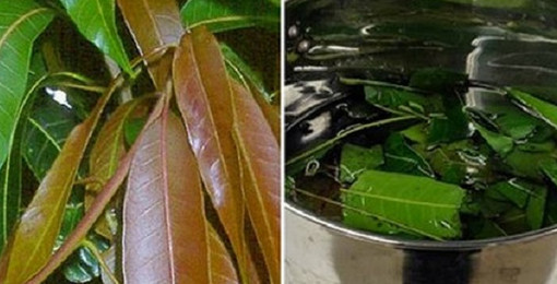 ডায়াবেটিস রোগীর ইনসুলিনের দিন শেষ, এবার কচি আমের পাতা করবে ইনসুলিনের কাজ- ব্যবহারপদ্ধতি জেনে নিন