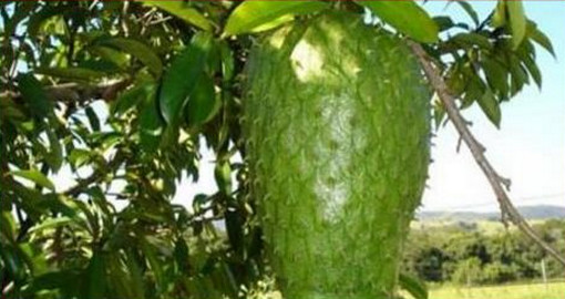 গ্রাভিওলা: ক্যান্সার নিয়ন্ত্রণ ও প্রতিরোধে কেমোথেরাপির চেয়েও কার্যকরী!