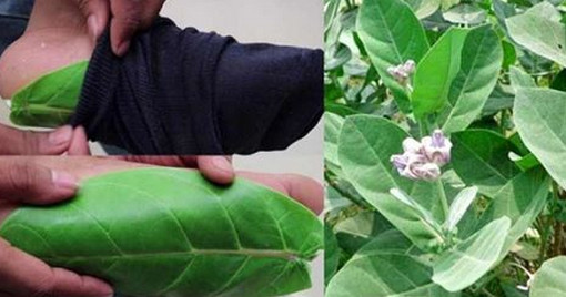 ডায়াবেটিস ধ্বংস হবে মাত্র ২ টি আকন্দ পাতায়