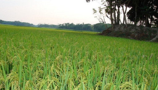 ভালোবাসার ফসল ধান ক্ষেতে। (ভিডিও সহ)