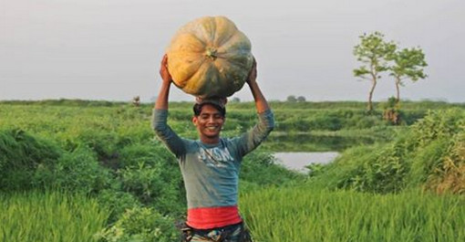 মুন্সিগঞ্জে জাম্বো সাইজের মিষ্টি কুমড়ায় নজর কারছে আড়িয়াল বিল
