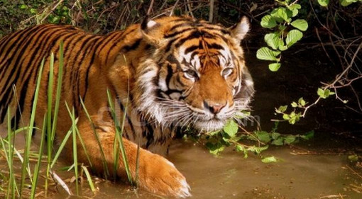 ছাগল বাঁচাতে বাঘের সঙ্গে লড়াই, রক্তাক্ত মুখে সেলফি তরুণীর!