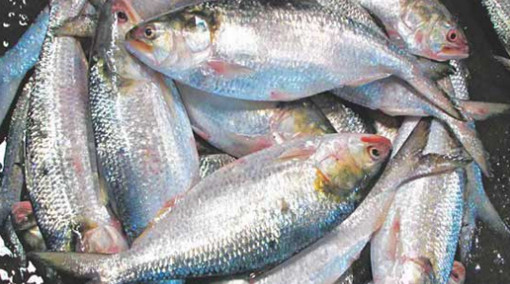 ইলিশে বৈশাখী হাওয়া