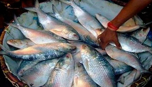 এক হালি ইলিশের দাম কত জানলে আতকে উঠবেন