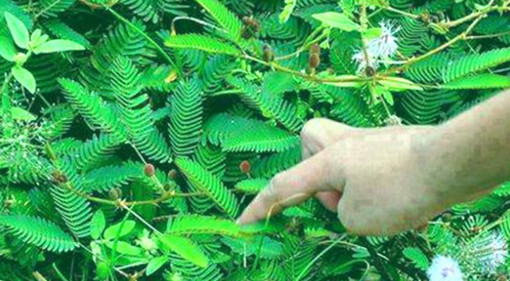 হারানো শক্তি ফিরে পেতে লজ্জাবতী গাছ! কিন্তু কিভাবে?