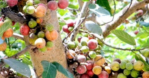 চেনা এই ফলটি ভয়ংকর যে সব রোগের ওষুধ