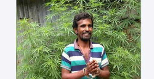 ‘আমাকে মেরে ফেলেন তবুও গাঁজা গাছ ২টি কাটবেন না