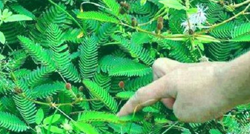 হারানো শক্তি ফিরে পেতে সাদা লজ্জাবতী গাছ, যেভাবে ব্যবহার করবেন