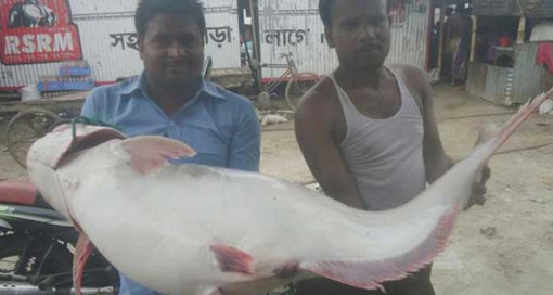 পদ্মায় ধরা পড়ল ২৫ কেজির পাঙাশ! দাম শুনলে চমকে যাবেন