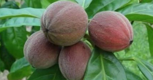 আজব এক ফলের সন্ধান ৫ মিনিটেই ধ্বংস হবে ক্যান্সার!