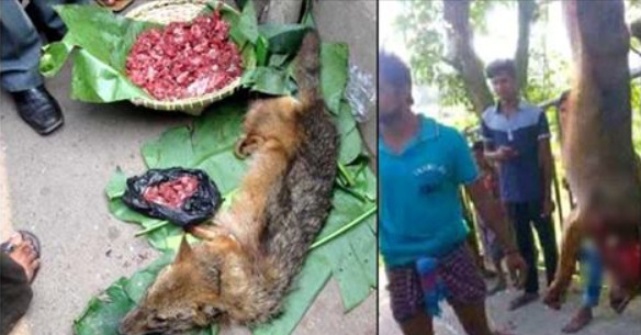 গাজীপুরে খাবারের হোটেলে গরু-খাসির নামে ‘শিয়ালের মাংস’ বিক্রি!