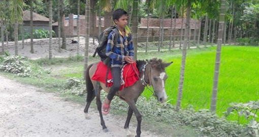 প্রতিদিন ৩ কিলোমিটার পথ পাড়ি দিয়ে ঘোড়ায় চড়ে স্কুলে যায় লালমনিরহাটের মাইদুল!