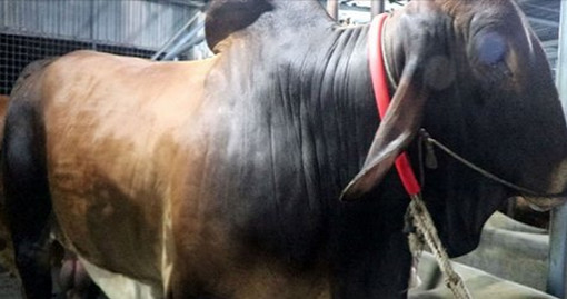 ১৫০ বছর পর ব্রাহমা ফিরল বাংলাদেশে