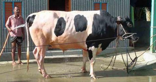 সিনবাদের ওজন ৪০ মণ,দাম জানলে চমকে যাবেন