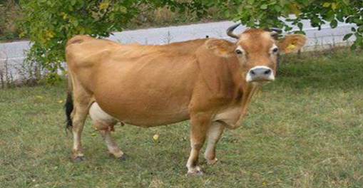 ছাগলের পরে এবার বিকৃত লালসার শিকার গর্ভবতী গরু!