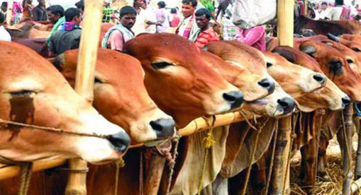 ঢাকার ২১ স্থানে বসছে কোরবানির পশুর হাট…