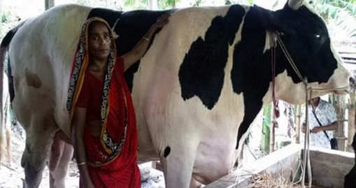 এবারের কুরবানীর সবচেয়ে বড় গরু ‘রাজাবাবুই’!! দাম জানলে অবাক হবেন...