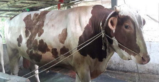 এই লক্ষ্মী বাবুর দাম জানলে চোখ কপালে উঠবে আপনার!