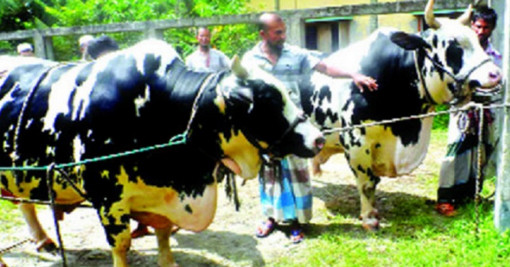 ৬০ মণ ওজনের যমজ লাল্টু-পল্টুর দাম শুনলে, চোখ কপালে উঠবে!