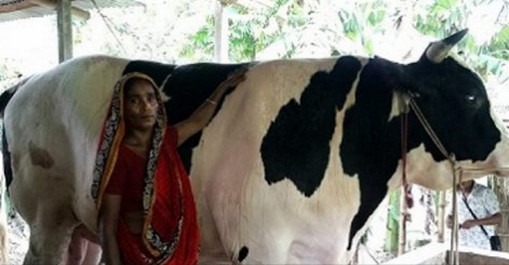 রাজাবাবুর ওজন ৫২ মণ! বিক্রি করবেন…