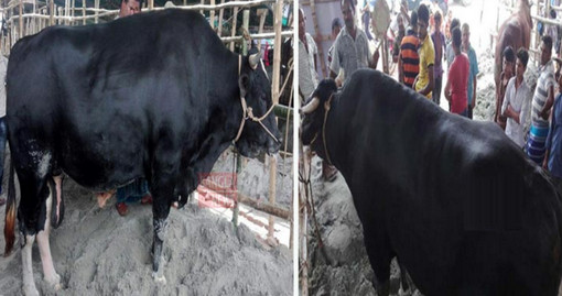 সবার নজর কাড়লো দুলাল ব্যাপারীর ‘কালা মানিক’…