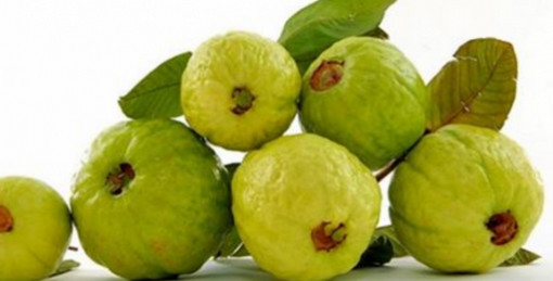 যে কারণে বেশী পরিমাণে খাবেন পেয়ারা !