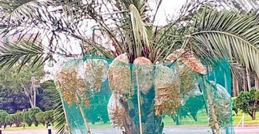 সংসদ চত্বরে জন্মেছে সৌদি আরবের খেজুর, পাহারায় পুলিশ